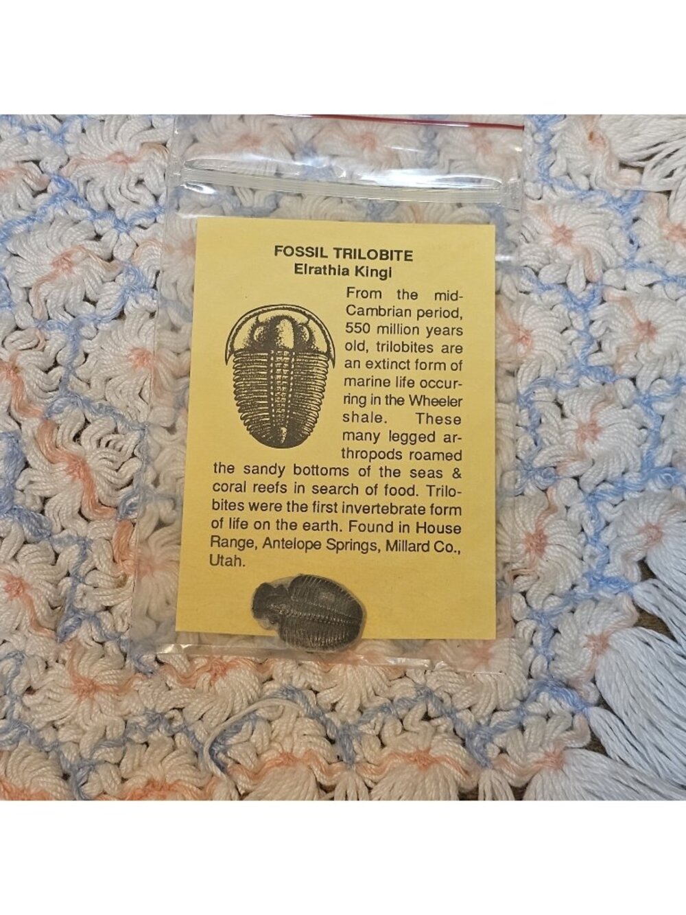 Trilobite fossil trilobites extinct marine arthropod Elrathia King W/ info card